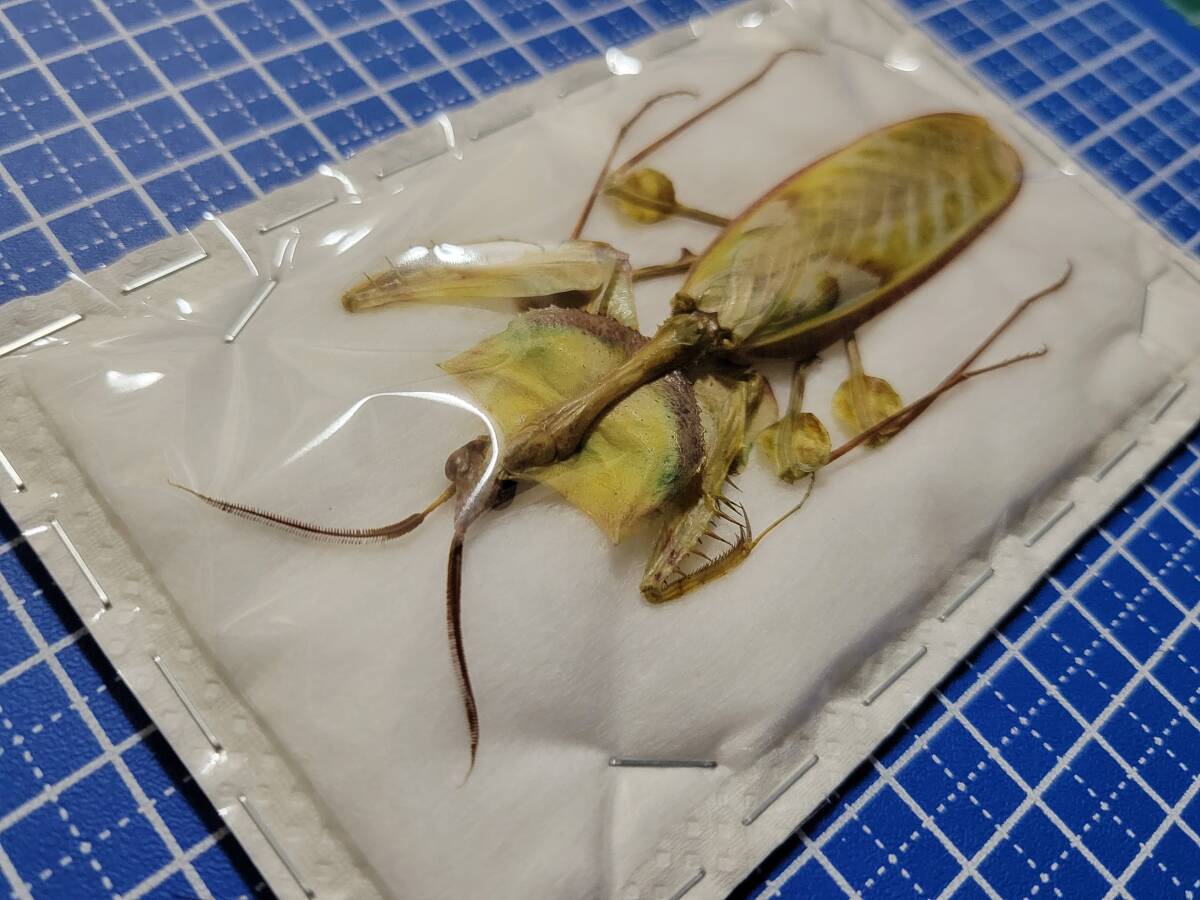 Yahoo!オークション -「カマキリ 標本」の落札相場・落札価格