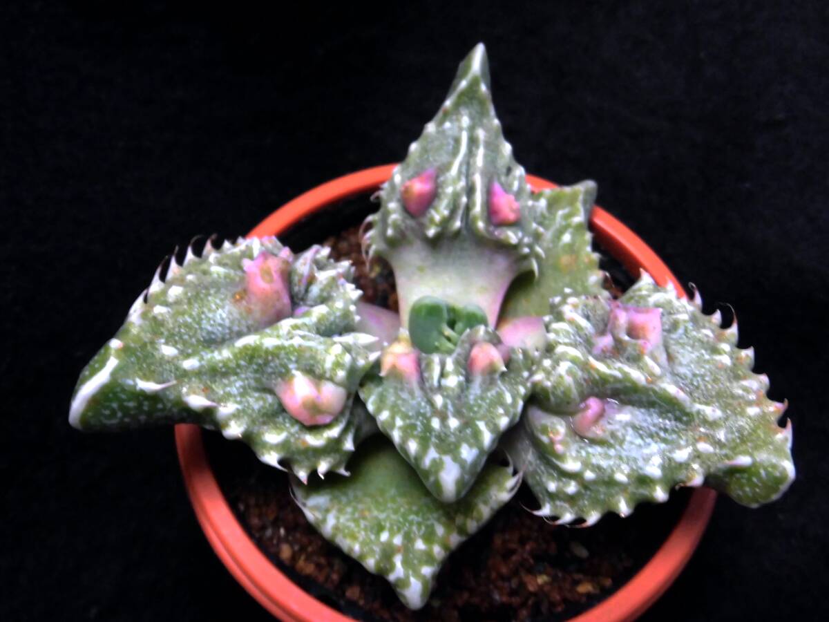 Yahoo!オークション -「フォーカリア」(観葉植物) の落札相場・落札価格