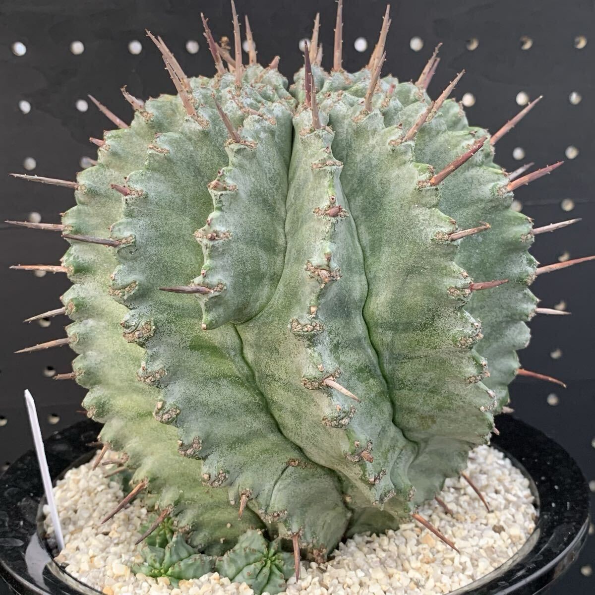 Yahoo!オークション -「ゲンコツ」(観葉植物) の落札相場・落札価格