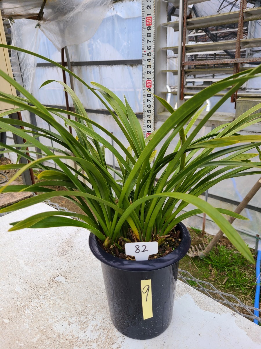 2026年最新】Yahoo!オークション -キンリョウヘン (キンリョウヘン)の