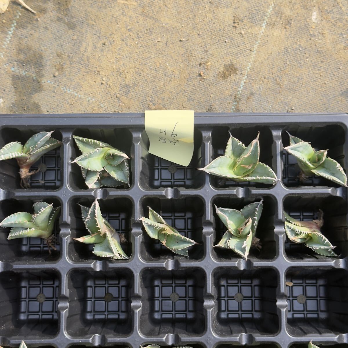 2026年最新】アガベ(Agave)のおすすめ商品一覧 - Yahoo!オークション