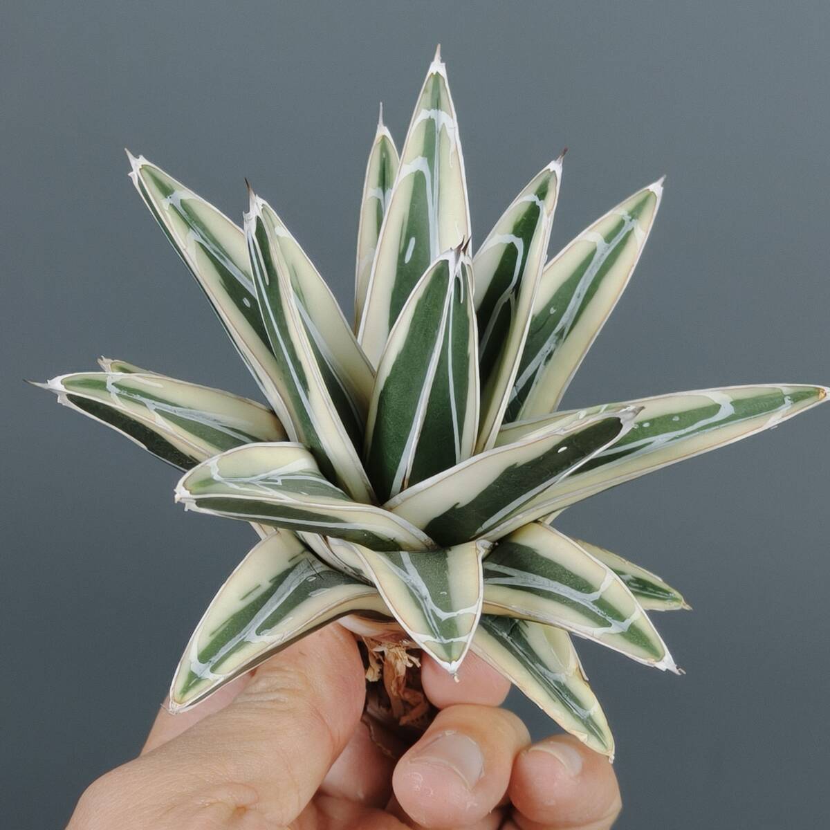 Yahoo!オークション -「笹の雪 氷山」(アガベ) (観葉植物)の落札相場