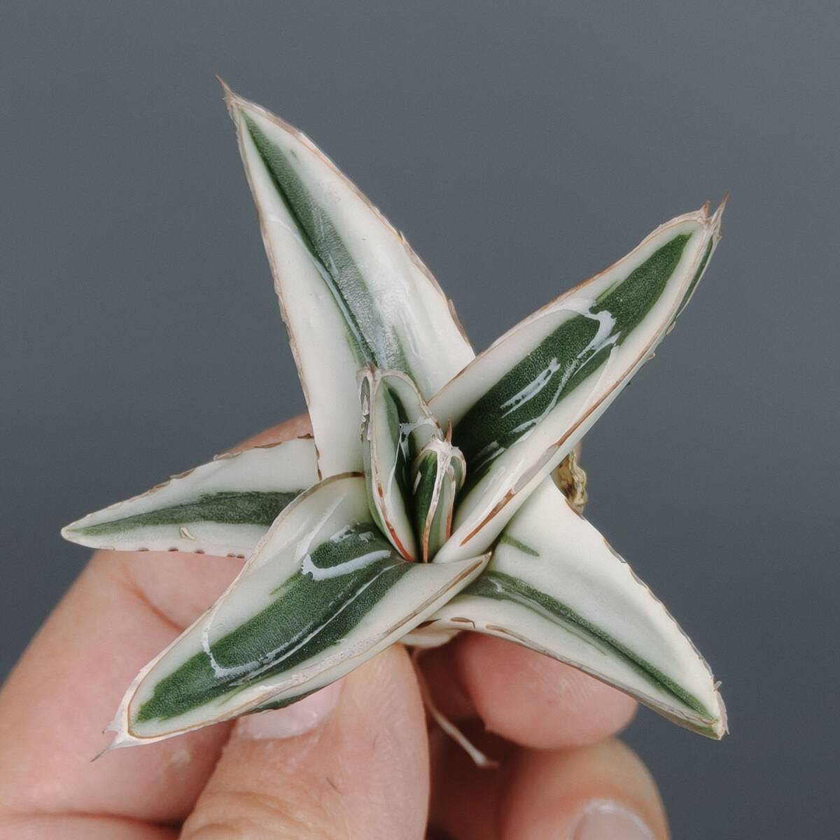 Yahoo!オークション -「笹の雪 氷山」(アガベ) (観葉植物)の落札相場