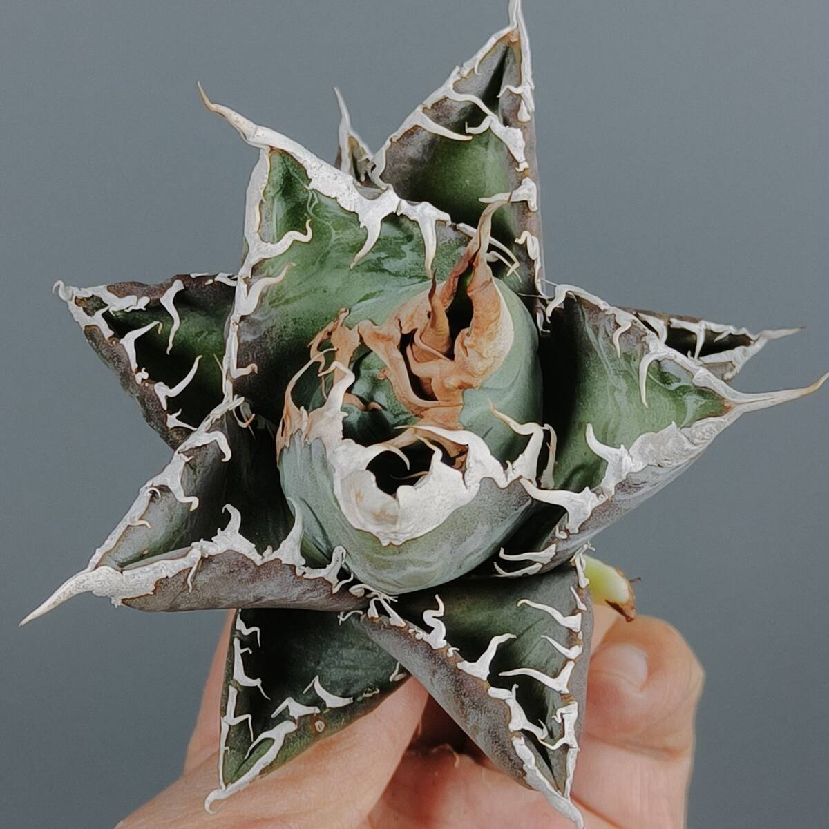 Yahoo!オークション -「アガベ チタノタ悪魔くん」の落札相場・落札価格