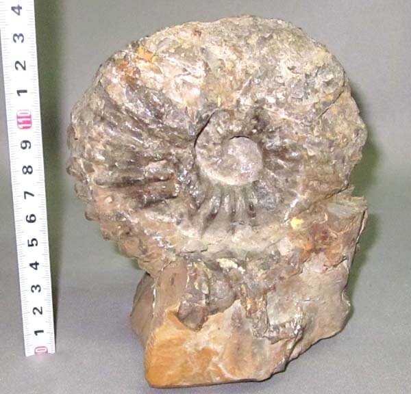 2026年最新】Yahoo!オークション -アンモナイト化石 北海道の中古品