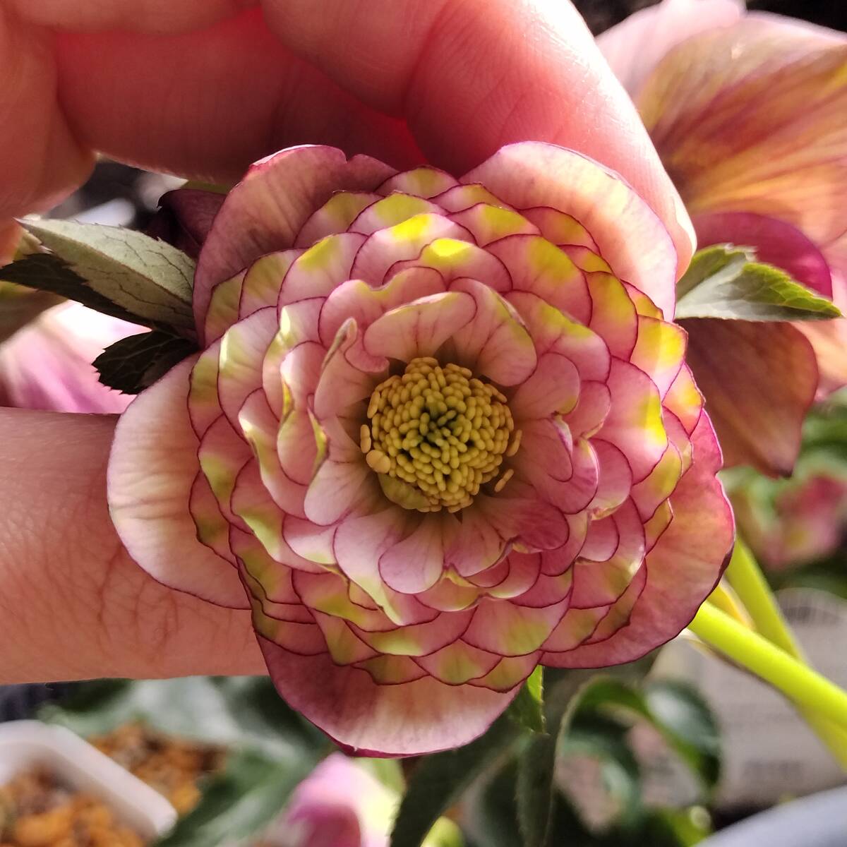 2026年最新】クリスマスローズの開花株が見つかる 商品一覧 - Yahoo