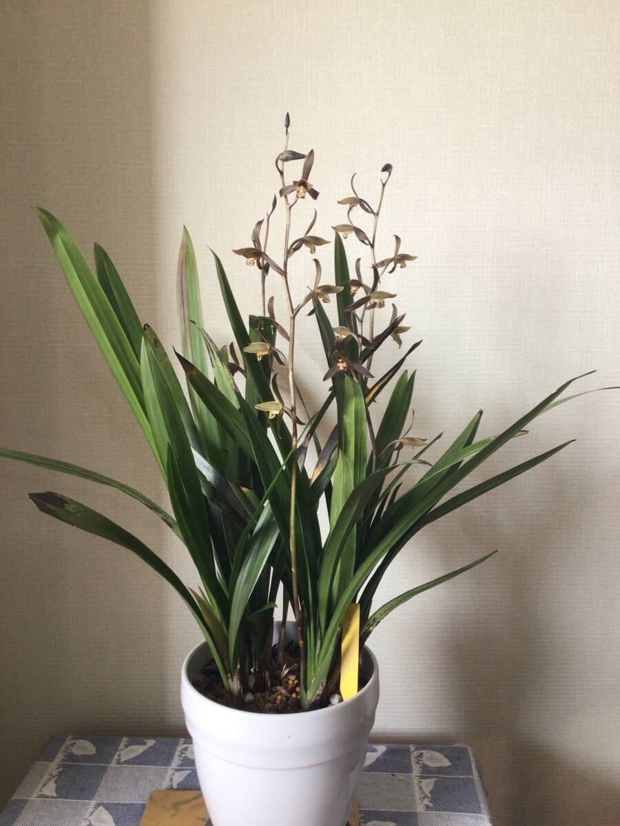 2026年最新】春蘭の魅力的な商品が見つかるページ - Yahoo!オークション