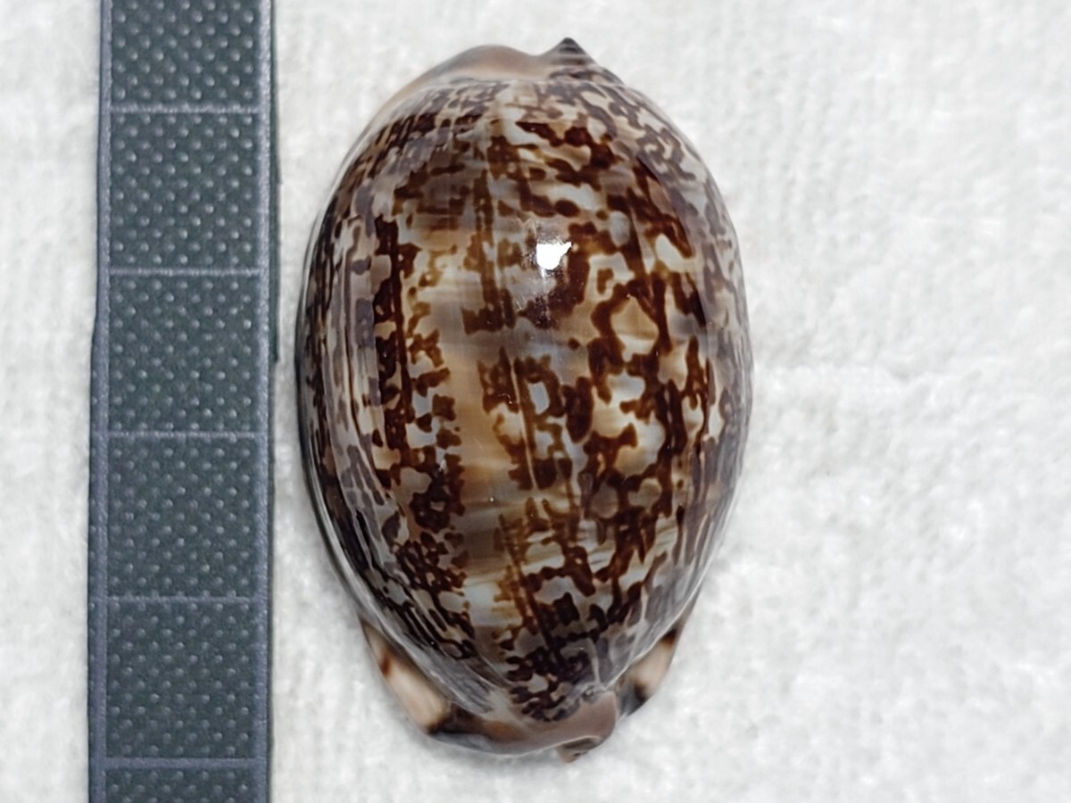 2026年最新】Yahoo!オークション -貝殻 貝 標本の中古品・新品・未使用