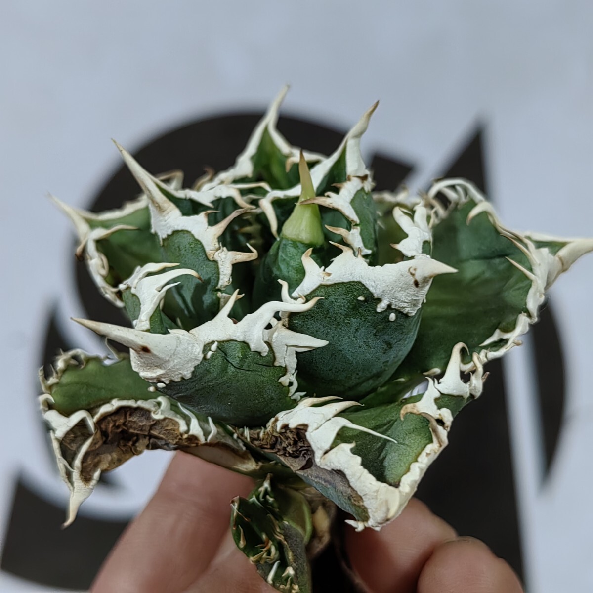 Yahoo!オークション - 上澳園芸NO.3さんの出品リスト