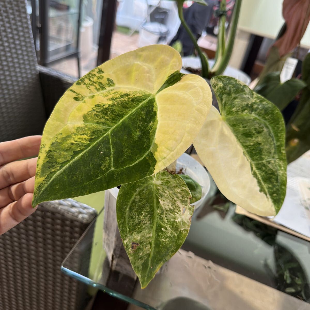 Yahoo!オークション -「アンスリウム 斑入り」の落札相場・落札価格