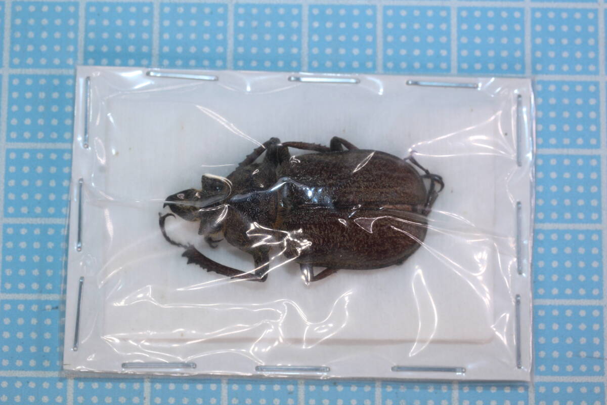 2026年最新】Yahoo!オークション -#標本の中古品・新品・未使用品一覧