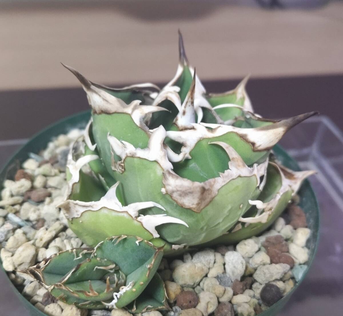 Yahoo!オークション -「cok cg01」の落札相場・落札価格