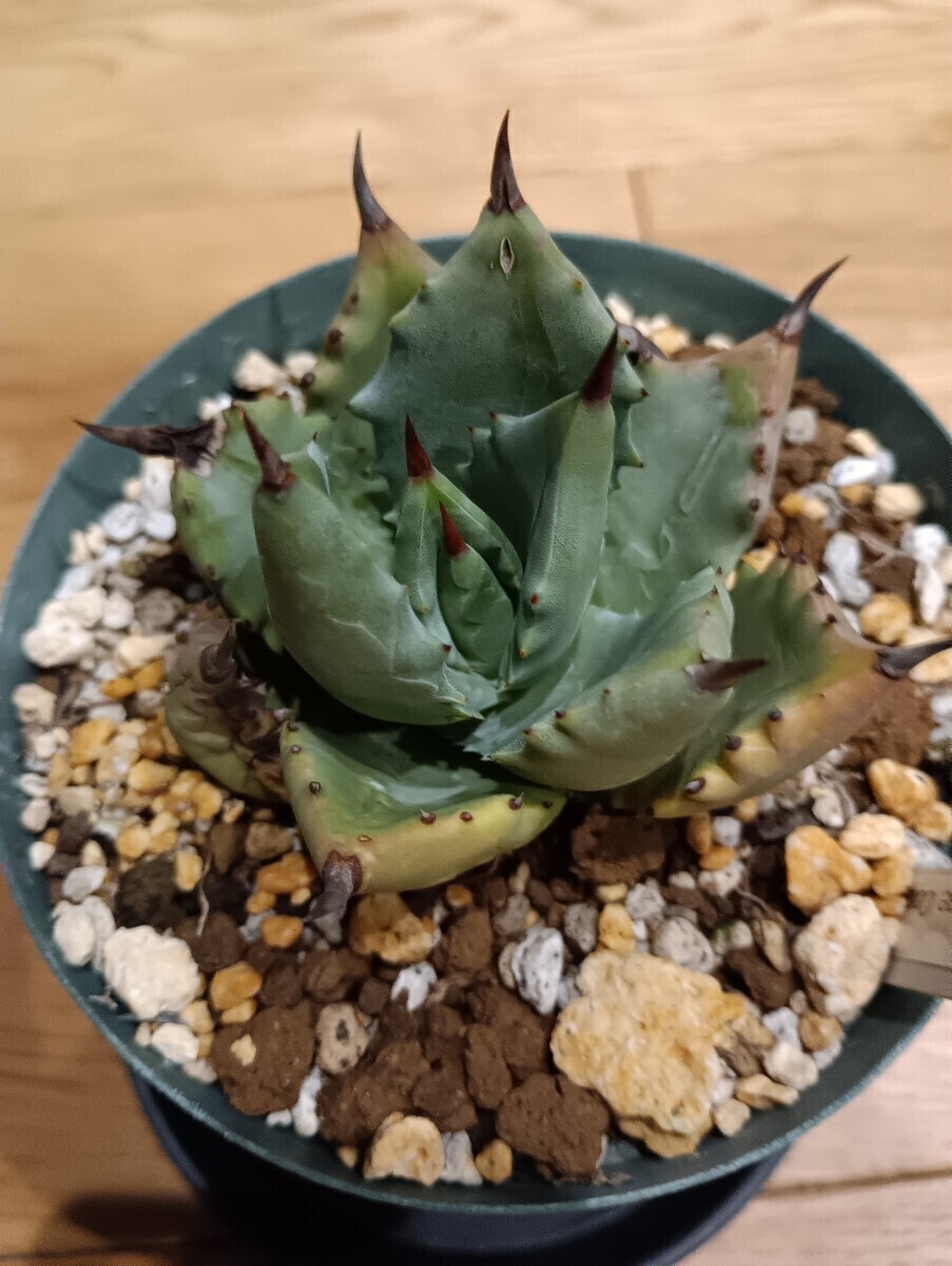 2026年最新】アガベ(Agave)のおすすめ商品一覧 - Yahoo!オークション