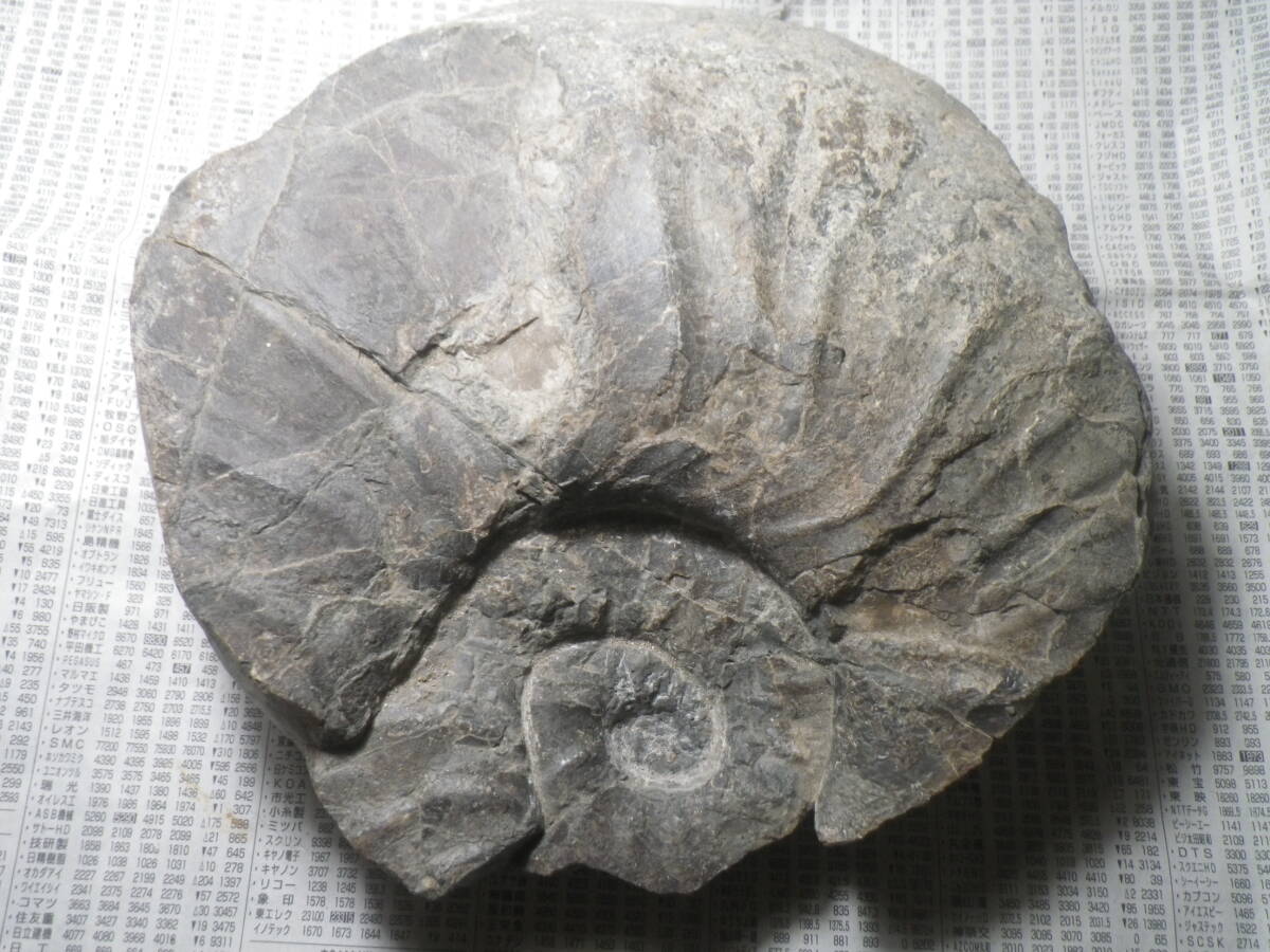 2026年最新】Yahoo!オークション -化石(アンティーク、コレクション)の