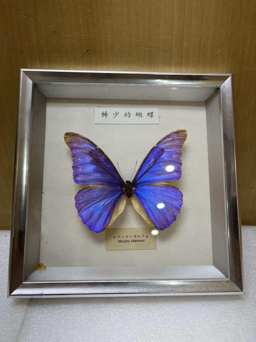2026年最新】Yahoo!オークション -蝶 標本(科学、自然)の中古品・新品