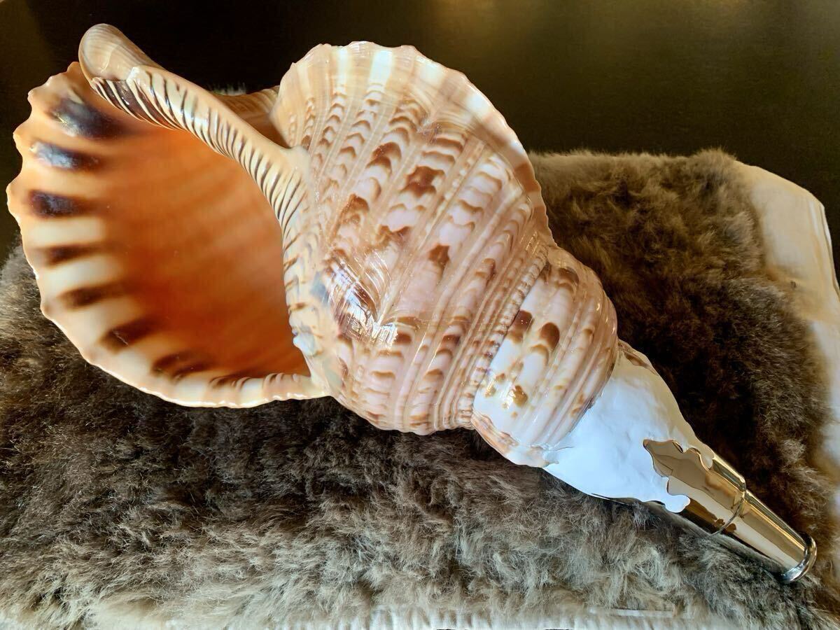 2026年最新】Yahoo!オークション -山伏 法螺貝の中古品・新品・未使用