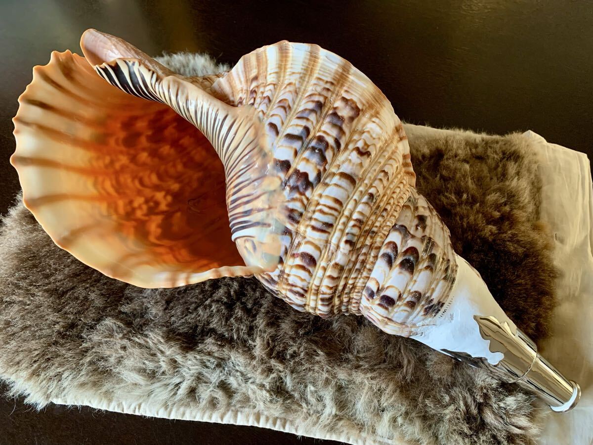 2026年最新】Yahoo!オークション -山伏 法螺貝の中古品・新品・未使用