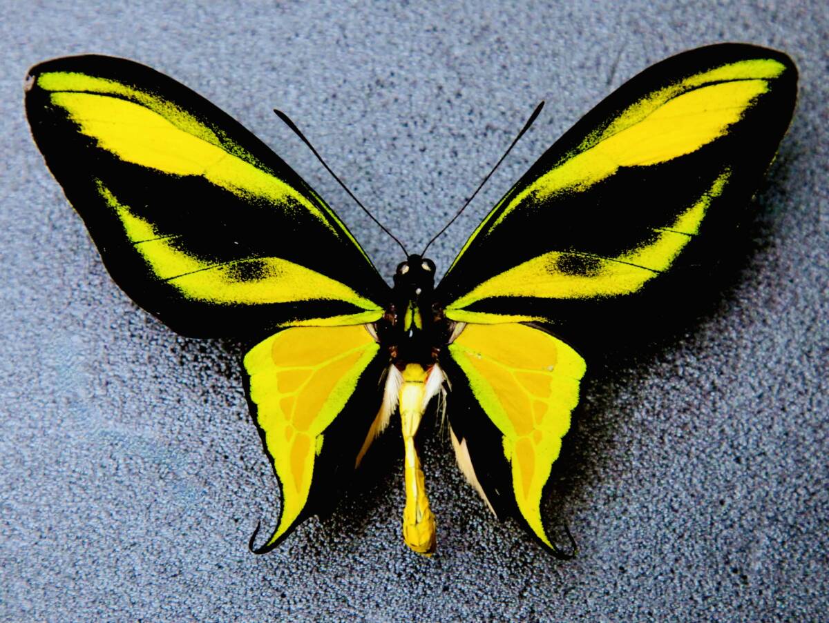 Yahoo!オークション -「トリバネアゲハ」(ペット用品) の落札相場