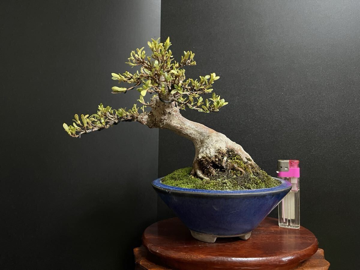 Yahoo!オークション -「明美の月」の落札相場・落札価格