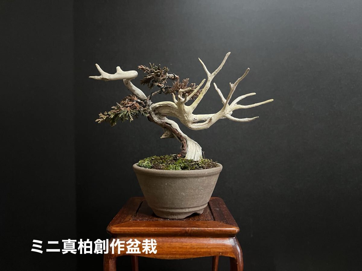 Yahoo!オークション -「糸魚川真柏」の落札相場・落札価格