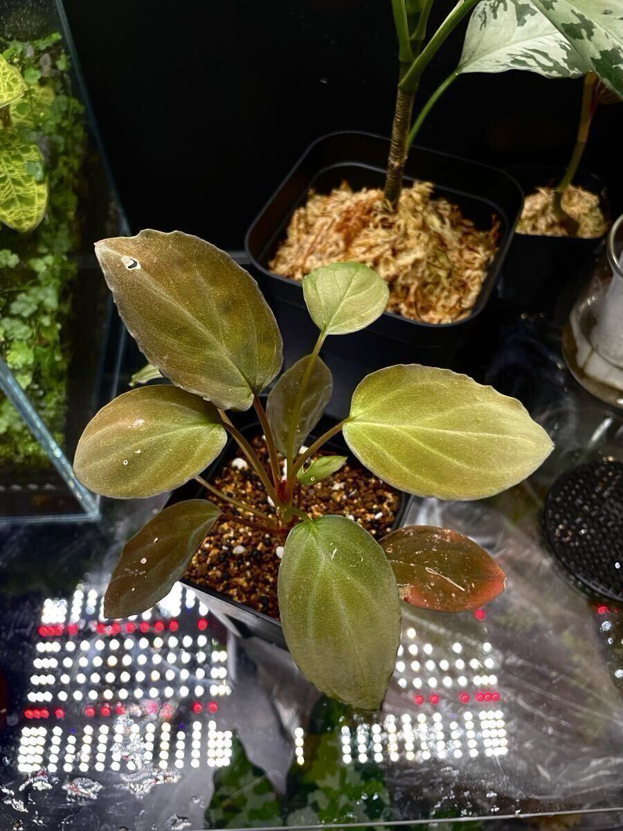 Yahoo!オークション -「ホマロメナ homalomena」(その他) (観葉植物)の