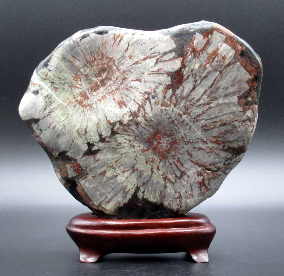 Yahoo!オークション -「菊紋石」の落札相場・落札価格