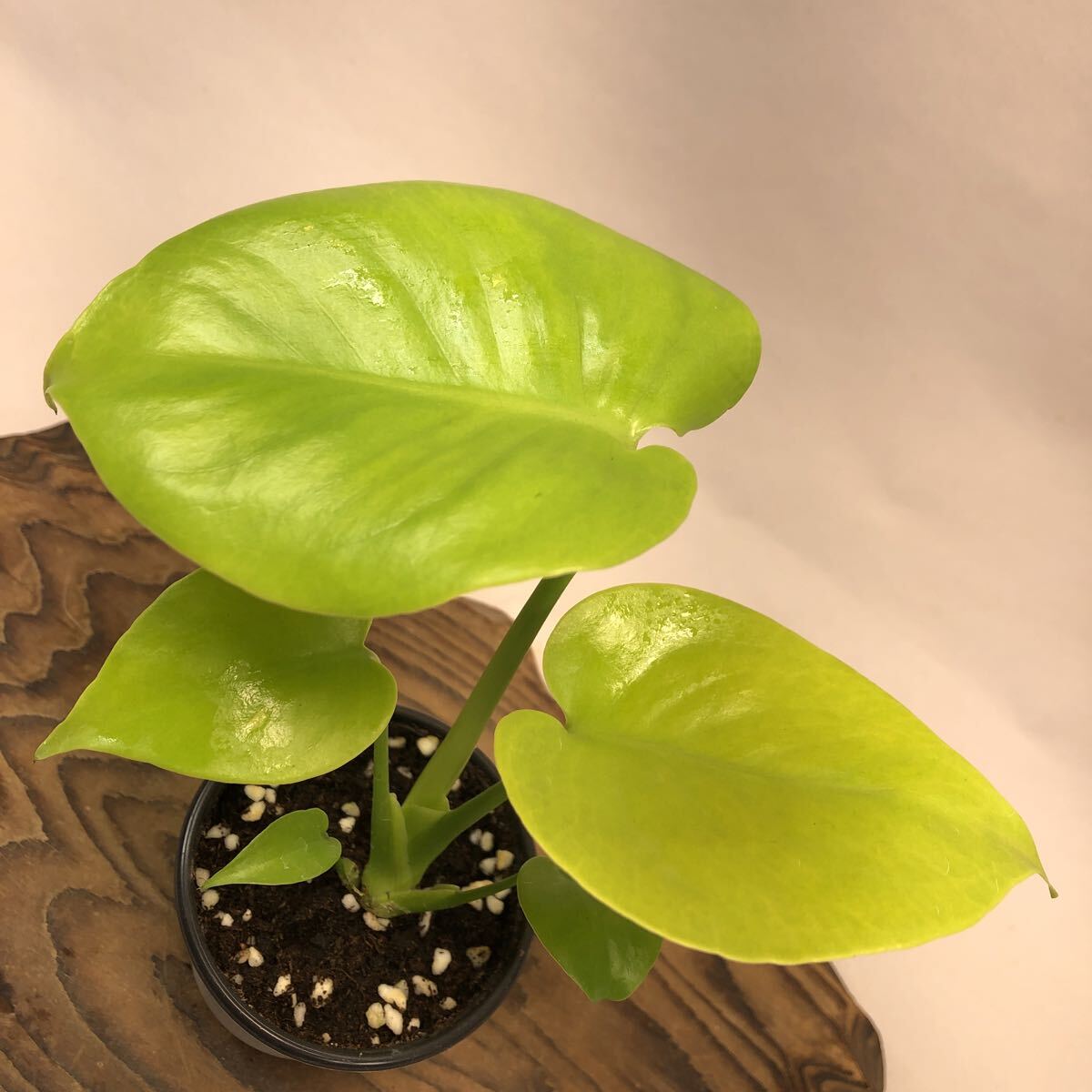 Yahoo!オークション -「(ゴールド 金 gold)」(モンステラ) (観葉植物