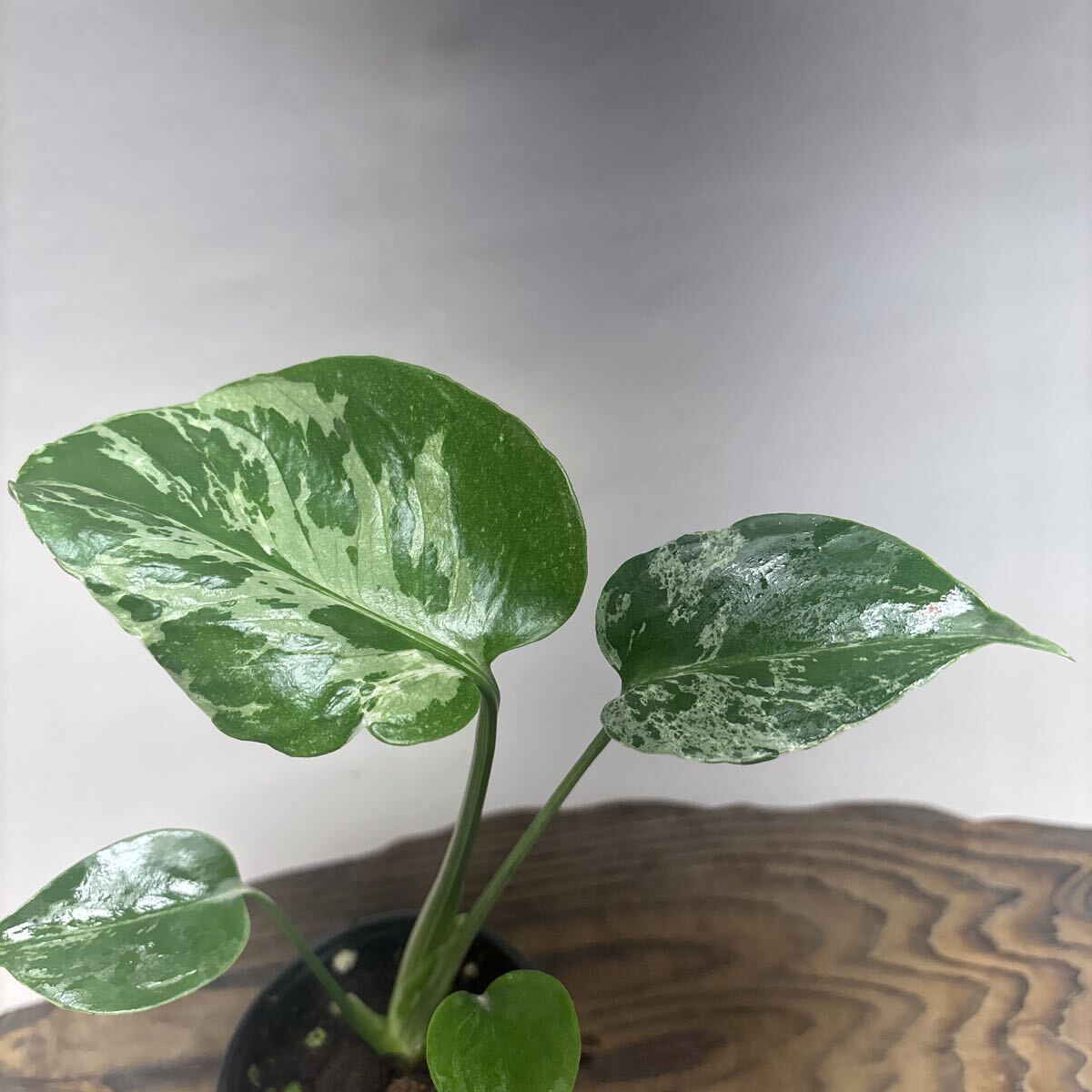 Yahoo!オークション -「モンステラ バルバソー」の落札相場・落札価格