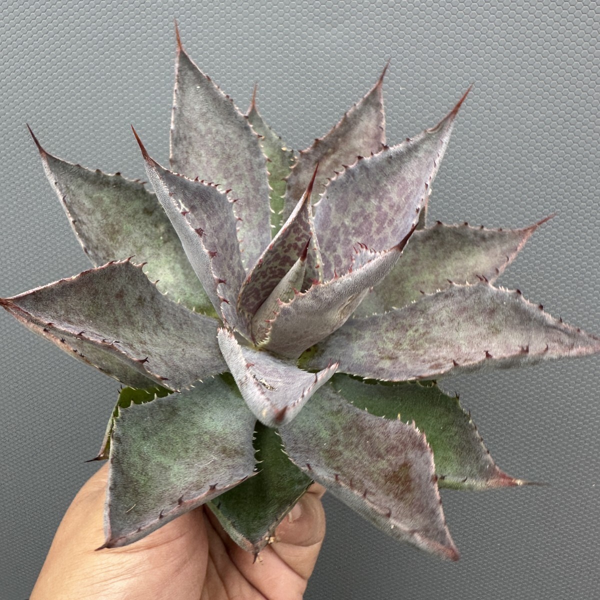 Yahoo!オークション -「ゴジラ」(アガベ) (観葉植物)の落札相場・落札価格