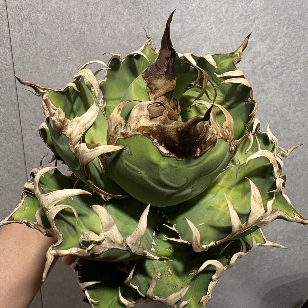 2026年最新】Yahoo!オークション -チタノタ アガベの中古品・新品・未