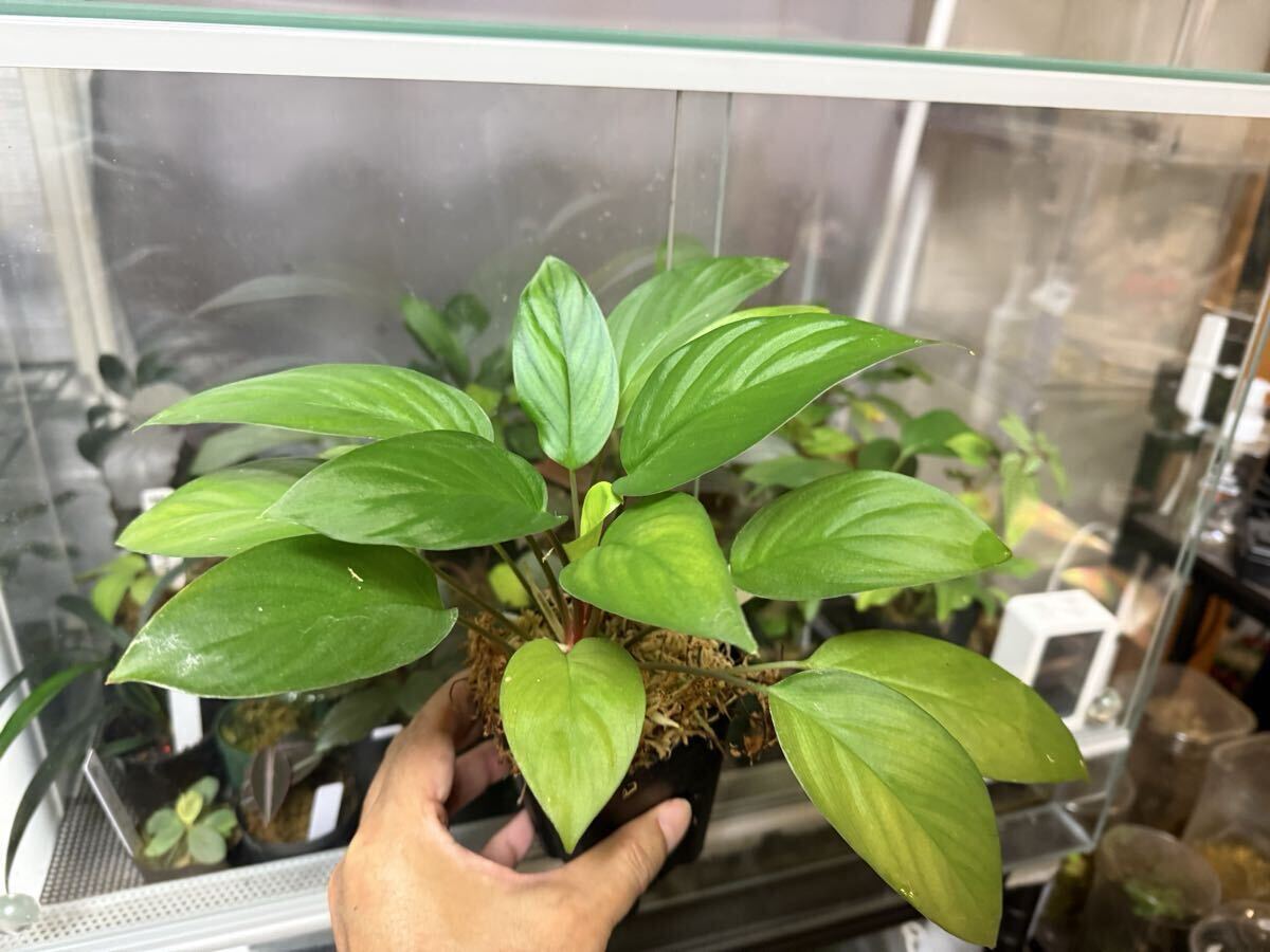Yahoo!オークション -「ホマロメナ homalomena sp.」(花、園芸) の落札