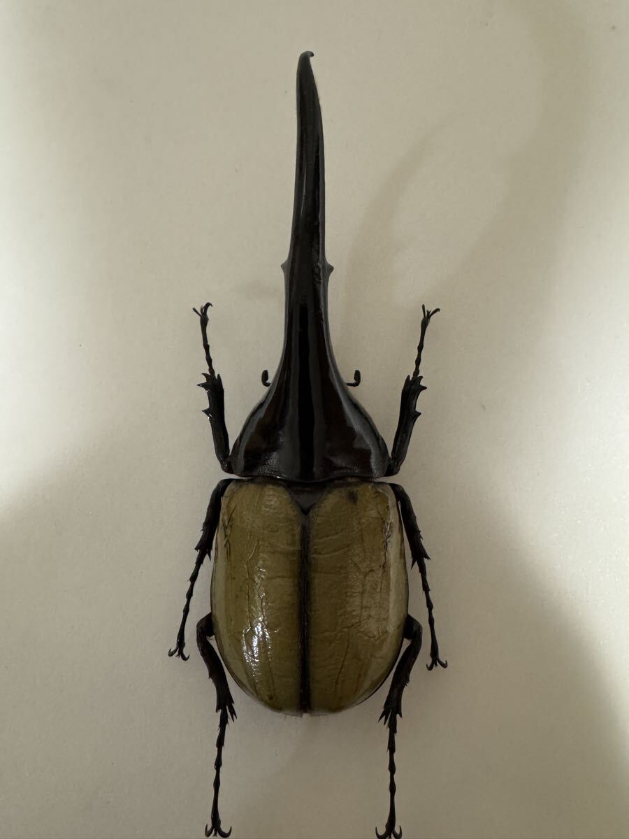 Yahoo!オークション -「ヘラクレス 標本」(成虫) (カブトムシ)の落札