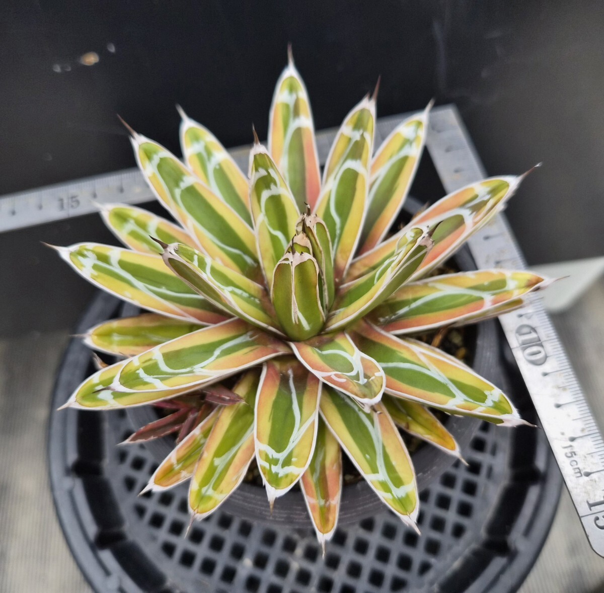 Yahoo!オークション -「アガベ 姫笹の雪」の落札相場・落札価格