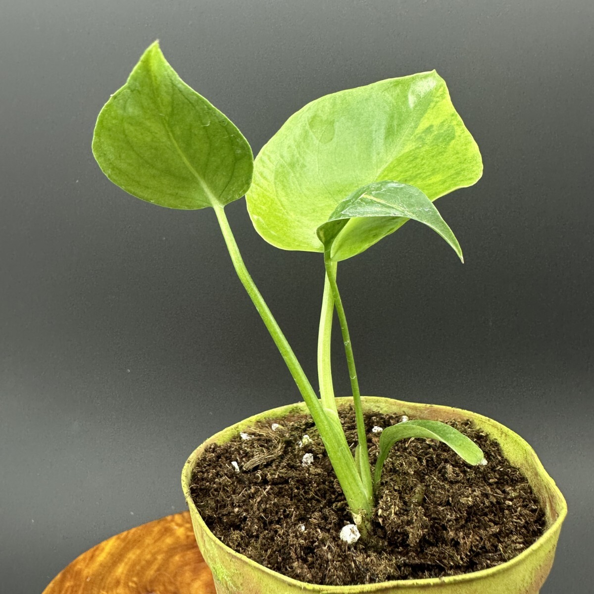 Yahoo!オークション -「モンステラ イエロー」(観葉植物) の落札相場