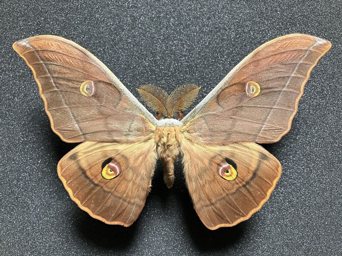 Yahoo!オークション -「ヤママユ」(その他) (科学、自然)の落札相場