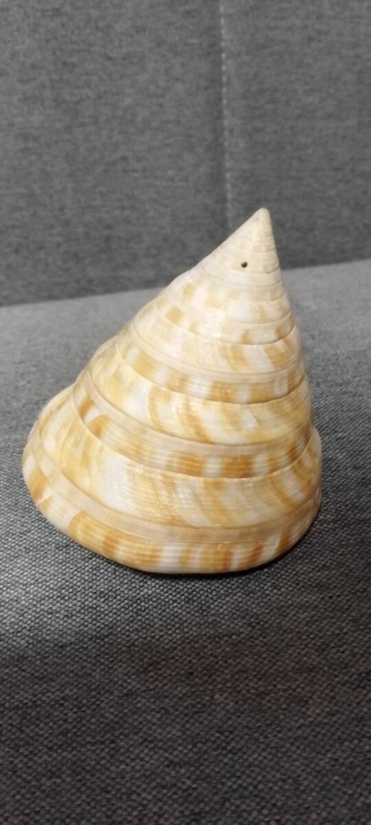 Yahoo!オークション -「貝標本オキナエビス」の落札相場・落札価格