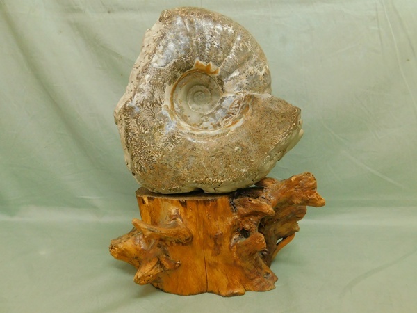 2026年最新】Yahoo!オークション -アンモナイト化石 北海道の中古品