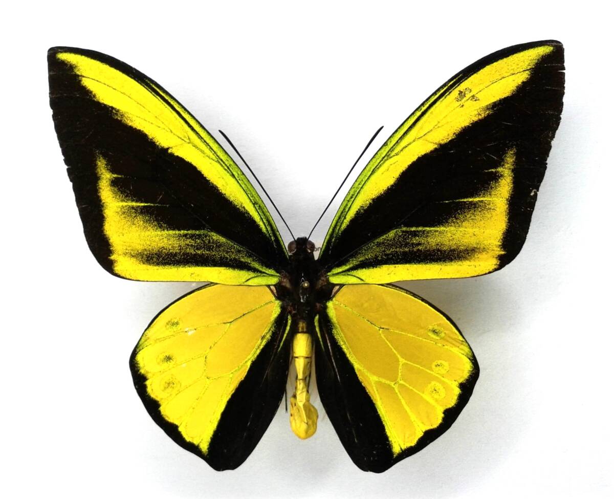 Yahoo!オークション -「標本 トリバネアゲハ」の落札相場・落札価格