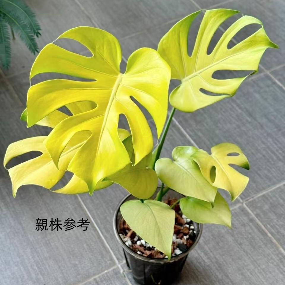 Yahoo!オークション -「moon」(モンステラ) (観葉植物)の落札相場