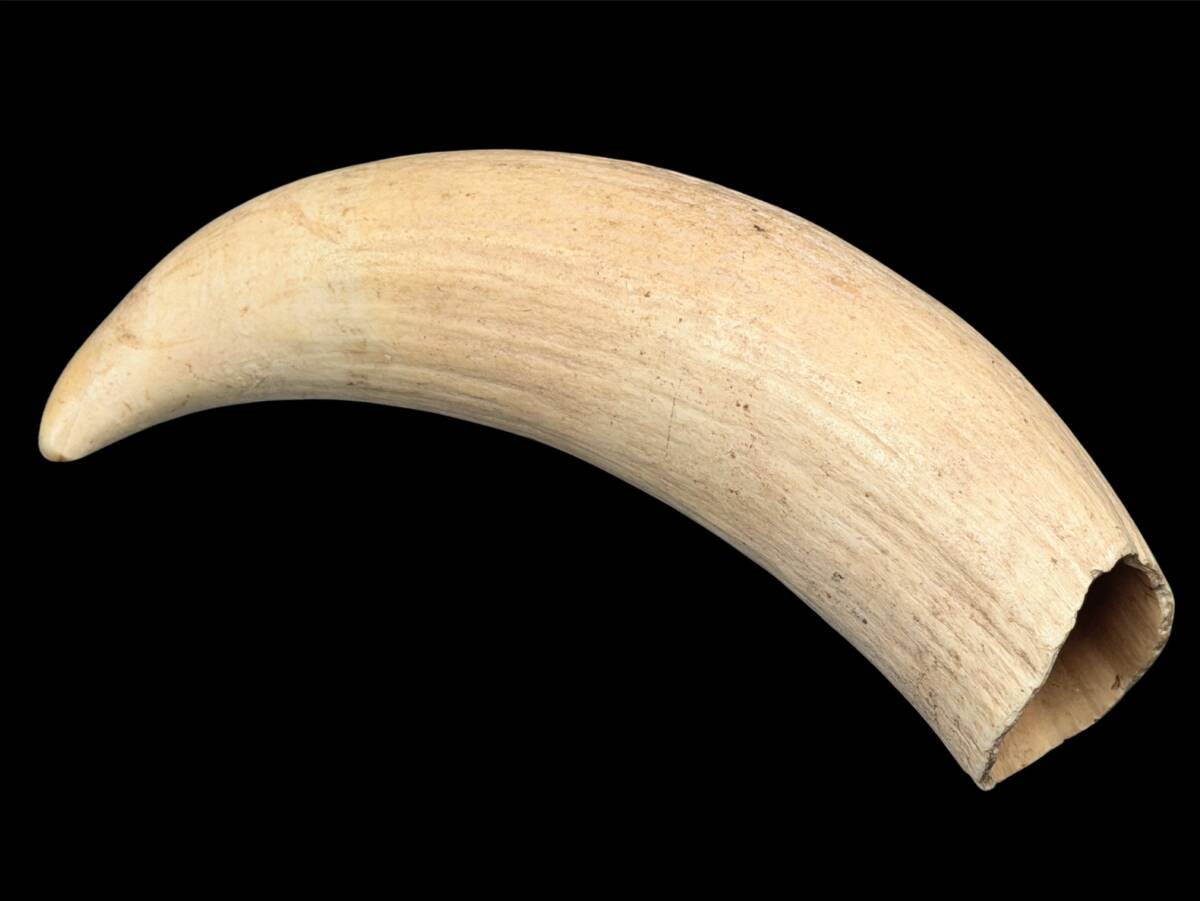 Yahoo!オークション -「マッコウクジラ歯」の落札相場・落札価格