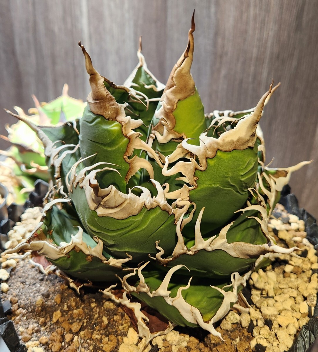 2026年最新】Yahoo!オークション -アガベ スーパーチタノタの中古品