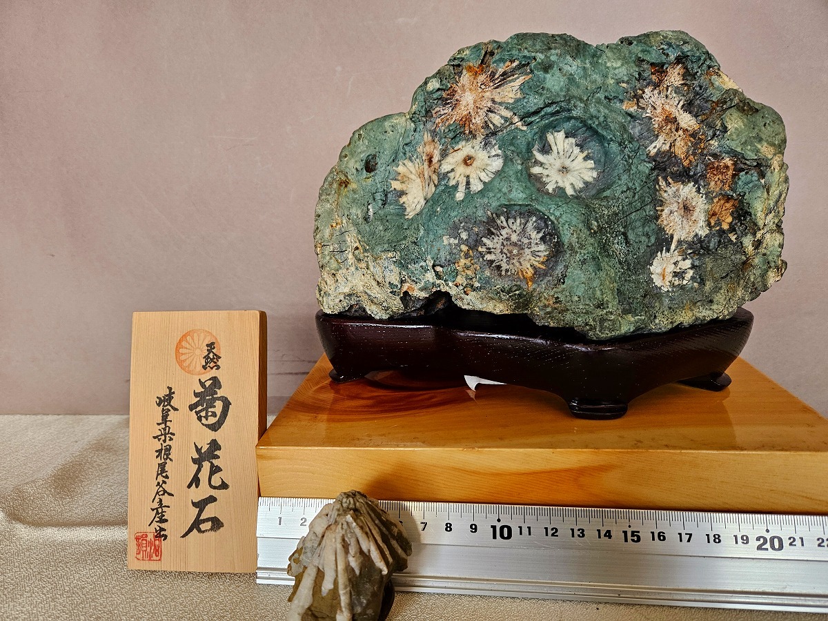 2026年最新】Yahoo!オークション -菊花石 根尾の中古品・新品・未使用