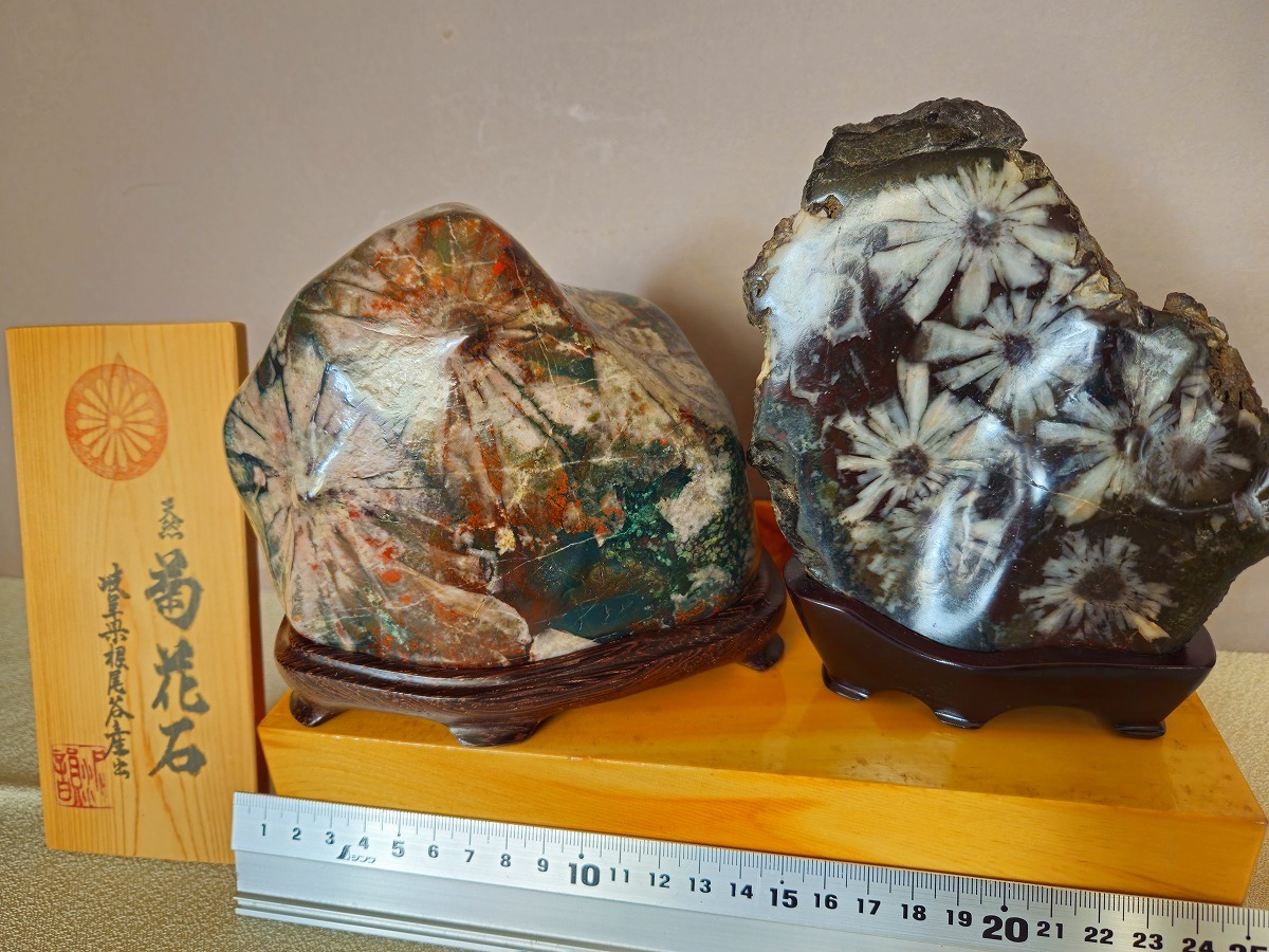 2026年最新】Yahoo!オークション -菊花石 根尾の中古品・新品・未使用