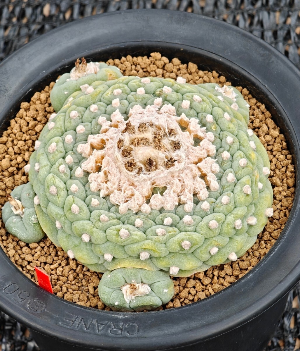 Yahoo!オークション -「サボテン ロフォフォラ」の落札相場・落札価格