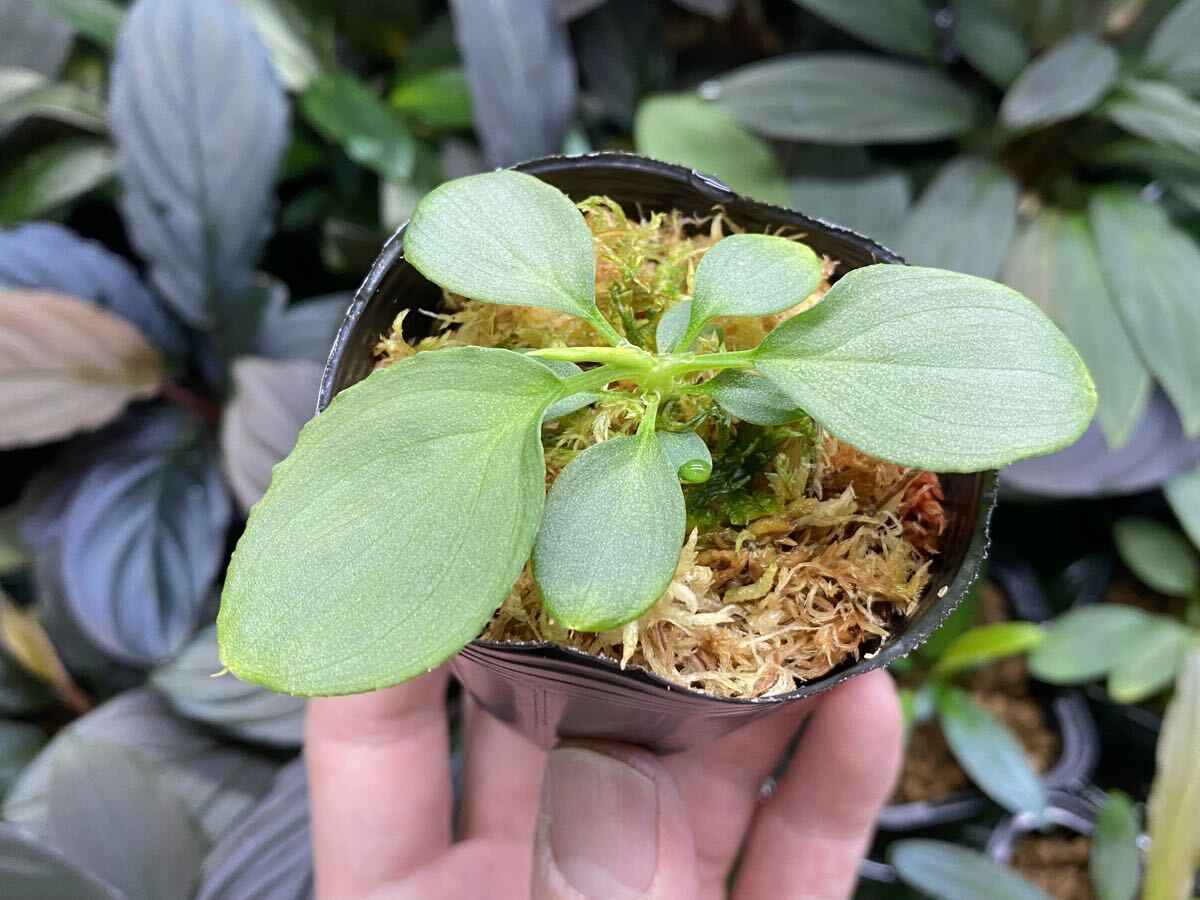 Yahoo!オークション -「ホマロメナ homalomena sp.」の落札相場・落札価格