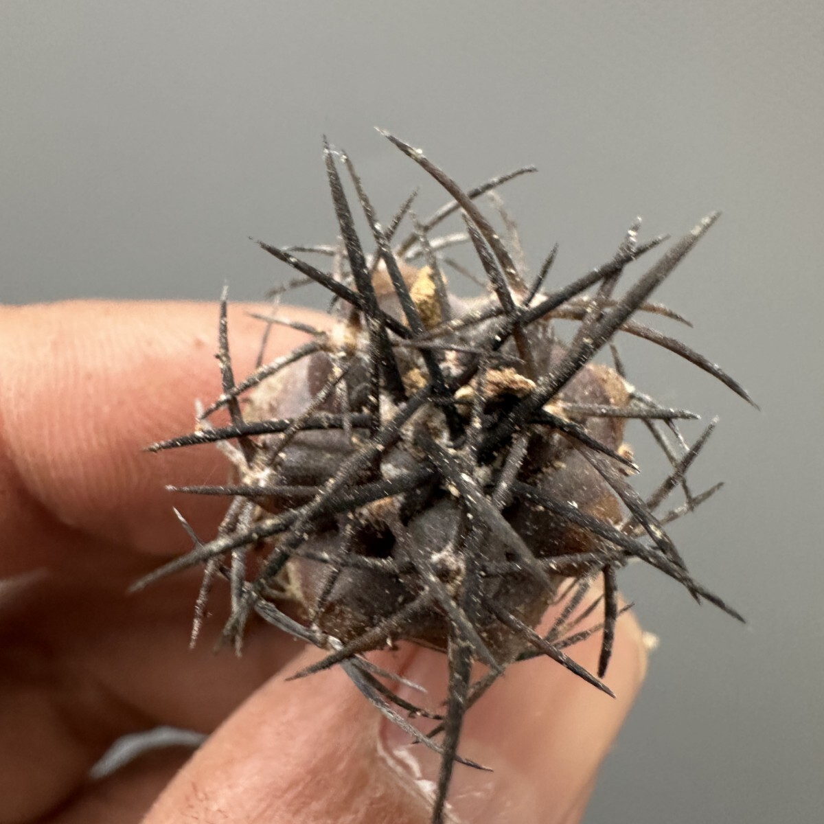 Yahoo!オークション -「グリセオビオラセア」の落札相場・落札価格