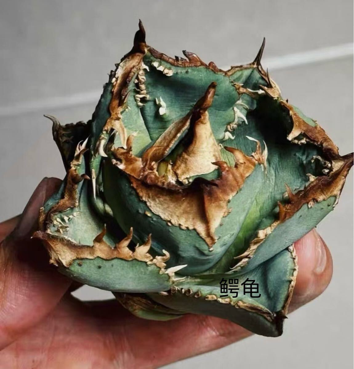 Yahoo!オークション -「アガベ チタノタ ブツブツ」の落札相場・落札価格