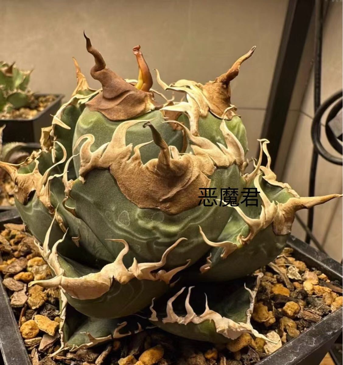 Yahoo!オークション -「アガベ チタノタ 悪魔くん bakemono」の落札