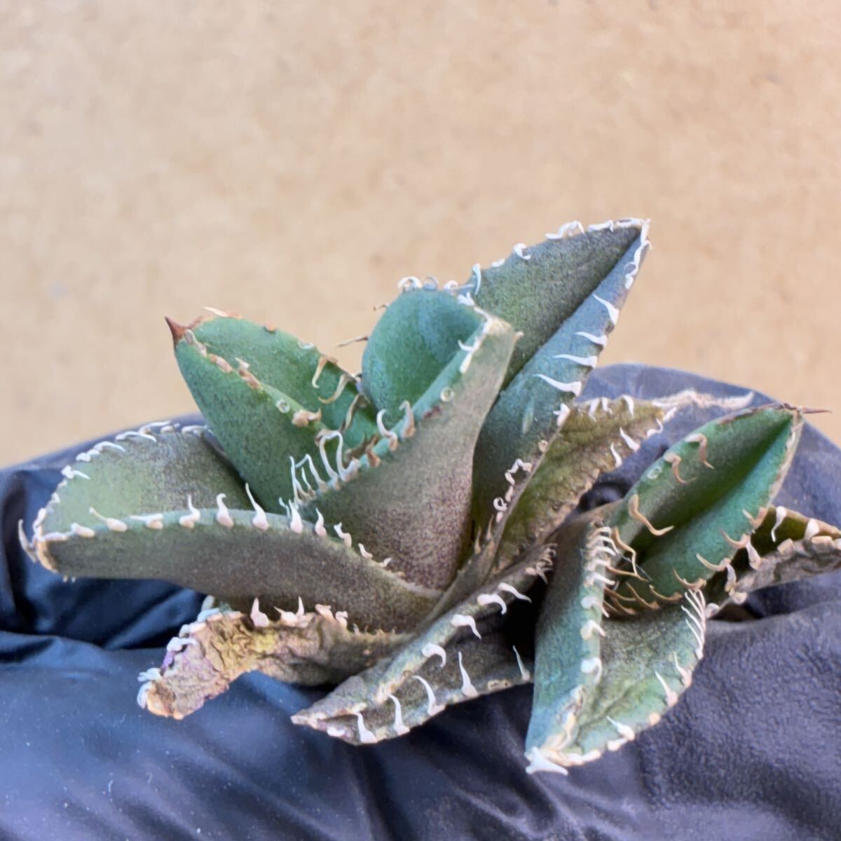 Yahoo!オークション -「アガベ 白豪刺」の落札相場・落札価格