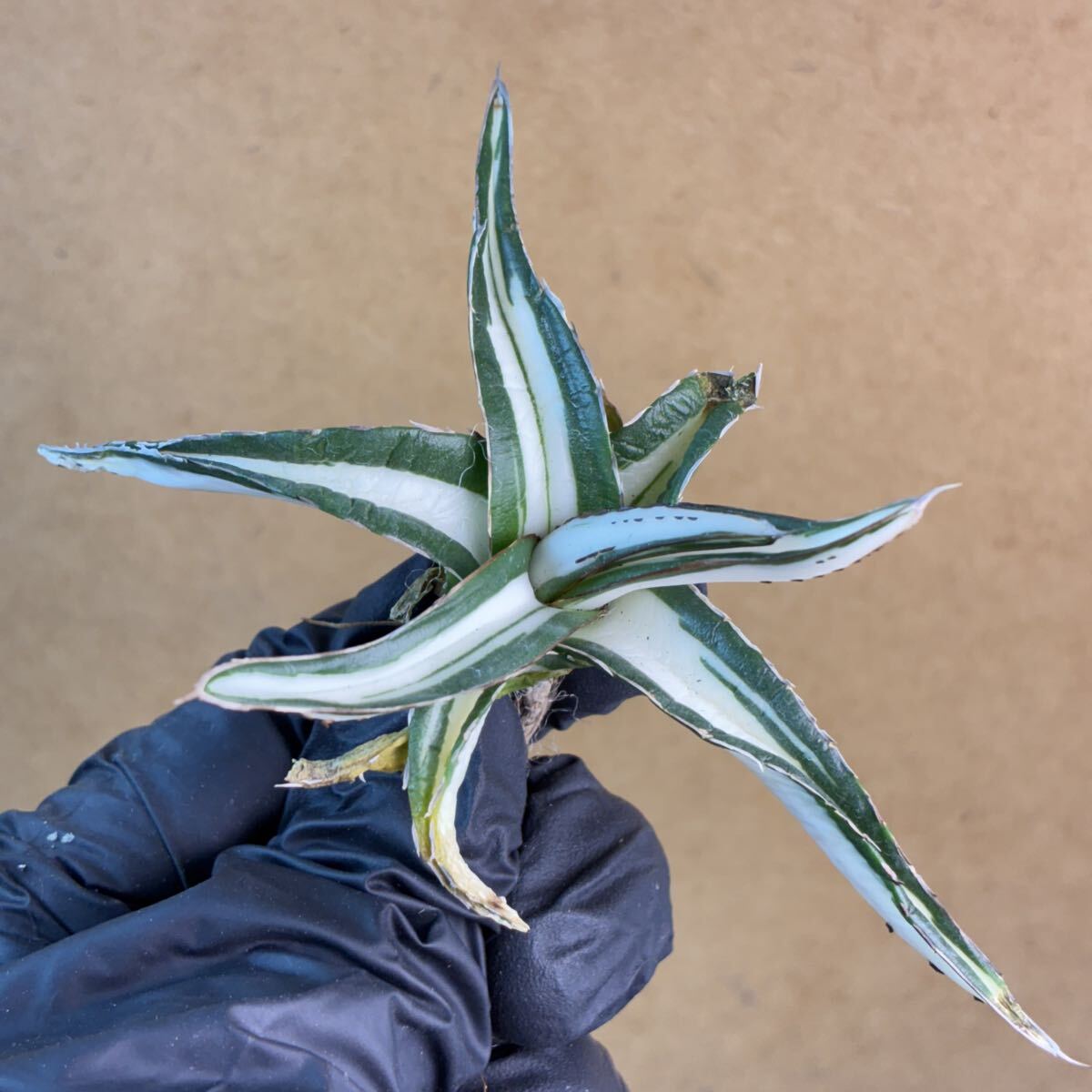 Yahoo!オークション -「アガベ 氷山」(アガベ) (観葉植物)の落札相場